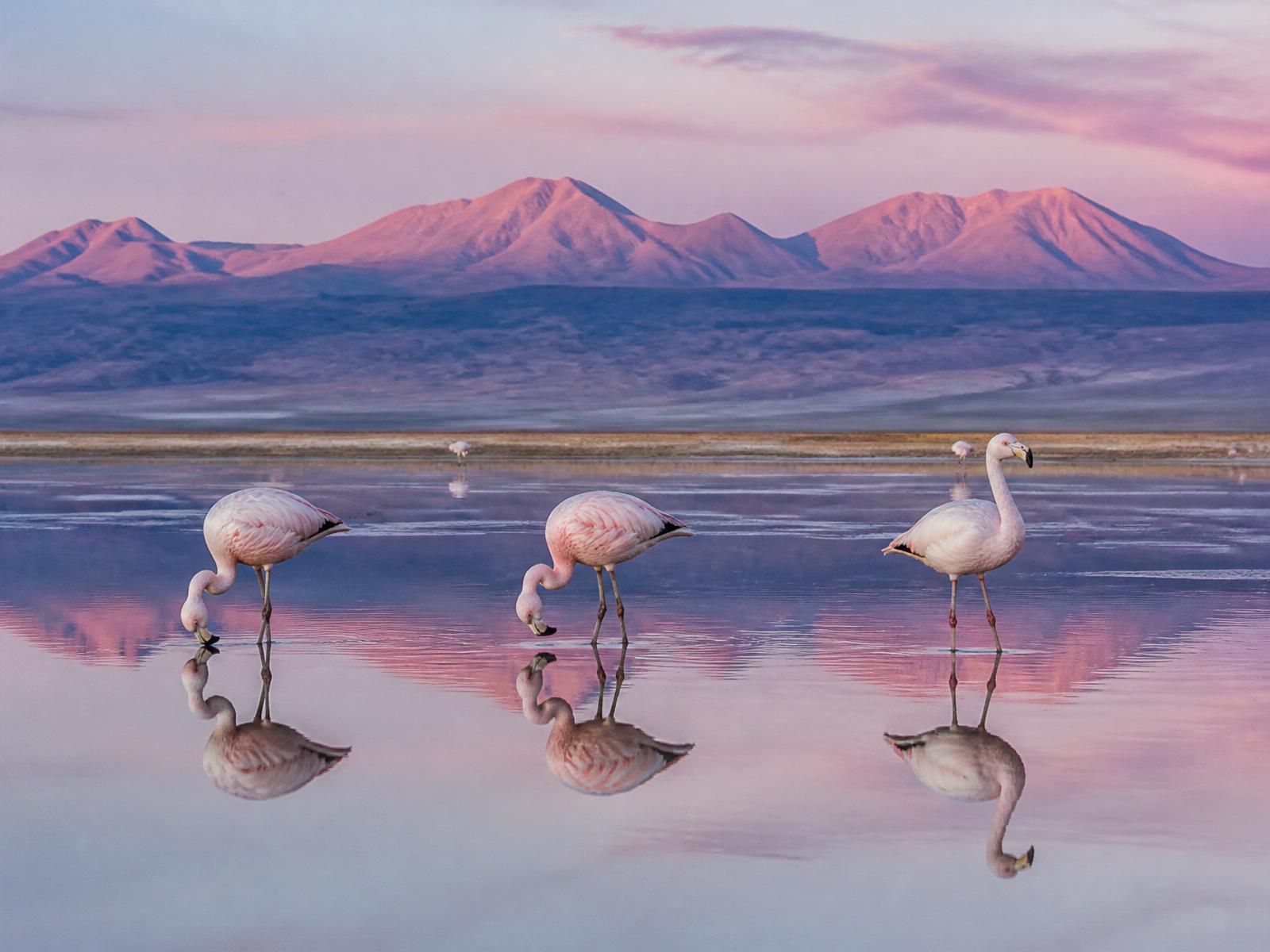 Flamingos na Laguna Chaxa